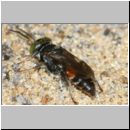 Tachysphex sp - Grabwespe m01a 7mm Sandgrube Niedringhaussee.jpg